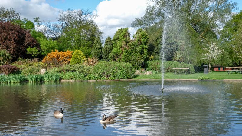 Pinner Memorial Park, Reino Unido A foto mostra o lago com fonte, pássaros, patos, gansos, árvores e folha verde imagens de stock Pinner Memorial Park, Reino Unido A foto mostra o lago com fonte, pássaros, patos, gansos, árvores e folha verde imagens de stock