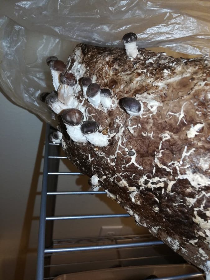 Pinning Shiitake Mushroom Indoor Spawn Kit Stock Image Image of