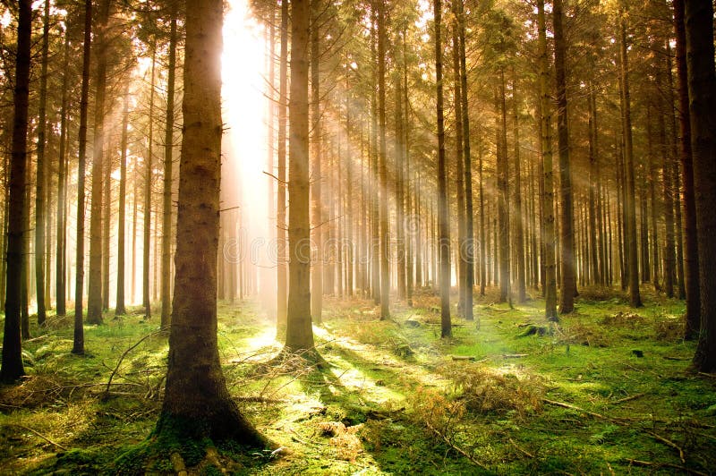 Pino della foresta di autunno fotografie stock libere da diritti