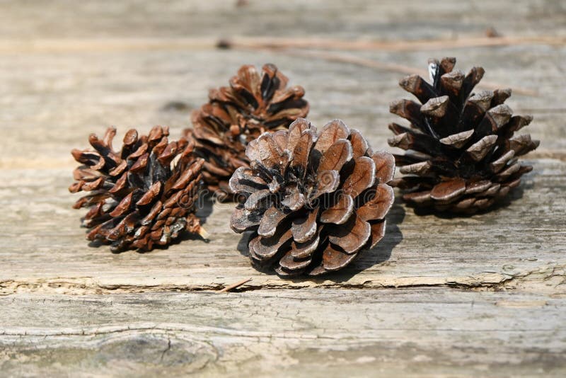 Pino nero giapponese e pino coni. Albero di conifere. Cresce vicino alla costa ed è utilizzato come parabrezza tidebreak Forest Orticus bonsai ecc..