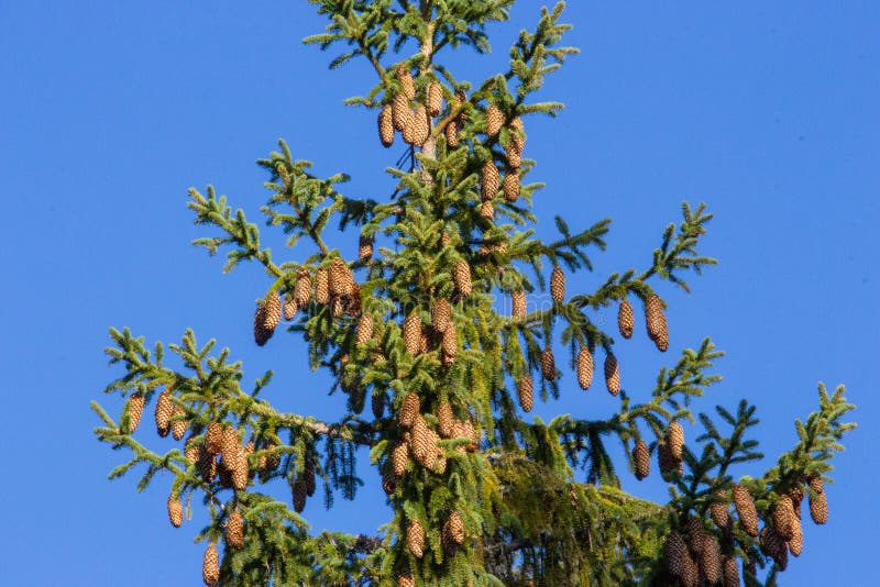 Pino verde con i coni contro cielo blu luminoso Albero di Natale su chiaro fondo blu Fondo sempreverde dell'albero della conifera fotografia stock Pino verde con i coni contro cielo blu luminoso Albero di Natale su chiaro fondo blu Fondo sempreverde dell'albero della conifera fotografia stock