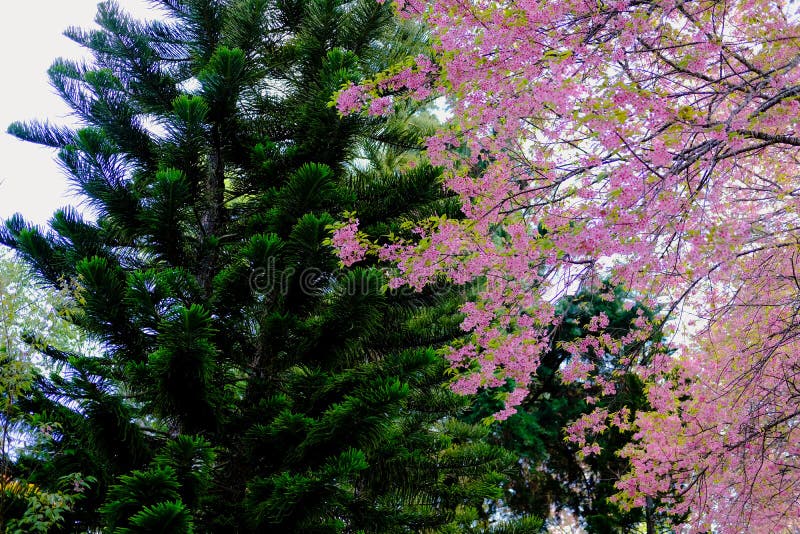 Hermosos Árboles De Cerezo Flor Plena Floración En La Primavera Temprana De  Primavera. Flor Rosa Sakura Sakura En El Jardín Japonés Con La Hierba Verde  . Fotos, retratos, imágenes y fotografía de