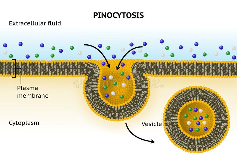 In pinocytosis the cell membrane invaginates to form a pit containing a drop of extracellular fluid. The pit pinches off inside when the cell membrane fuses and forms a pinocytotic vesicle containing the fluid. In pinocytosis the cell membrane invaginates to form a pit containing a drop of extracellular fluid. The pit pinches off inside when the cell membrane fuses and forms a pinocytotic vesicle containing the fluid