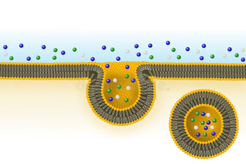 In pinocytosis the cell membrane invaginates to form a pit containing a drop of extracellular fluid. The pit pinches off inside when the cell membrane fuses and forms a pinocytotic vesicle containing the fluid. In pinocytosis the cell membrane invaginates to form a pit containing a drop of extracellular fluid. The pit pinches off inside when the cell membrane fuses and forms a pinocytotic vesicle containing the fluid