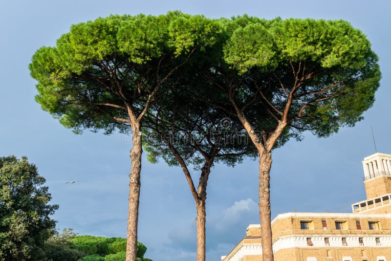 Pinos de piedra italianos Pinus Pinea también conocido como pinos de paraguas y pinos del parasol foto de archivo Pinos de piedra italianos Pinus Pinea también conocido como pinos de paraguas y pinos del parasol foto de archivo