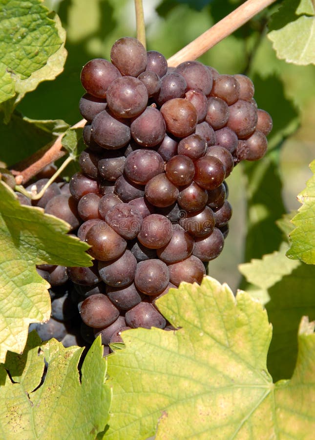Pinot Gris/Grigio Grapes stock image. Image of farmer 3277013