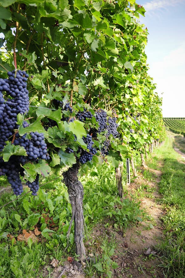 Pinot Noir Grapes in Rheinhessen, Germany Stock Photo Image of germany, noir 34976644
