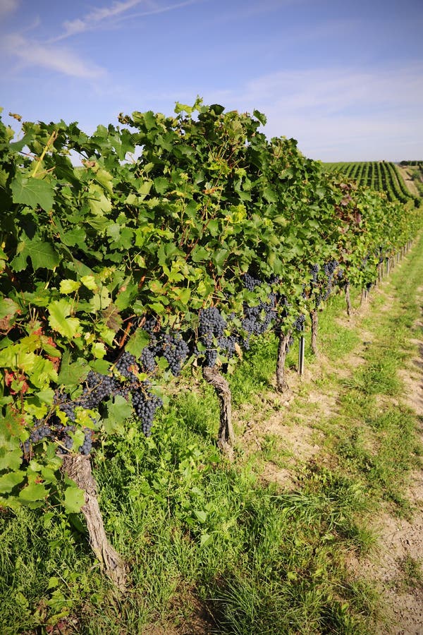 Pinot Noir Grapes in Rheinhessen, Germany Stock Photo Image of germany, noir 34976644