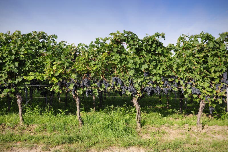 Pinot Noir Grapes in Rheinhessen, Germany Stock Photo Image of germany, noir 34976644