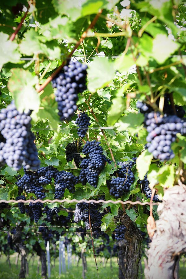 Pinot Noir Grapes in Rheinhessen, Germany Stock Photo Image of germany, noir 34976644