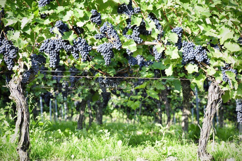 Pinot Noir Grapes in Rheinhessen, Germany Stock Photo Image of germany, noir 34976644