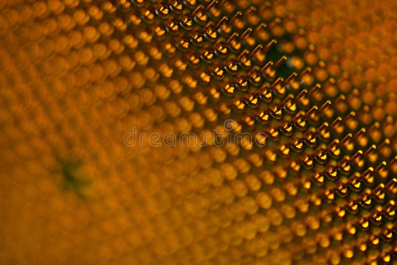 Pins of central processor unit. CPU close-up. Bottom side royalty free stock image