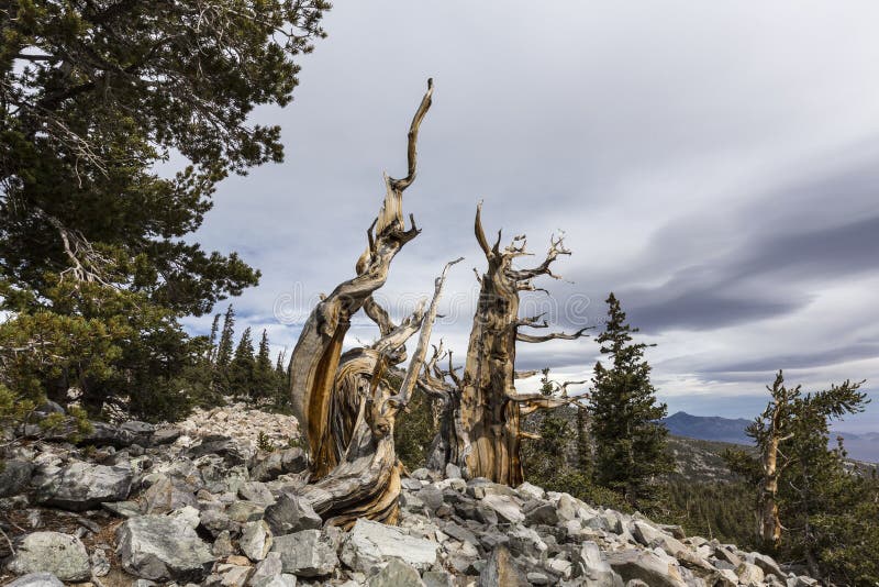 Pins de Bristlecone antiques en parc national de grand bassin photos libres de droits Pins de Bristlecone antiques en parc national de grand bassin photos libres de droits