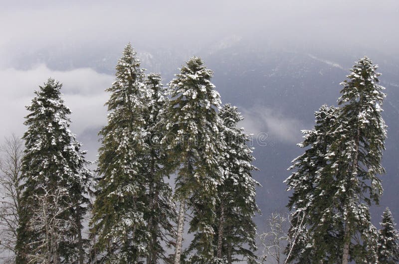 Pins en montagnes image stock. Image du paysage, gris 38863781