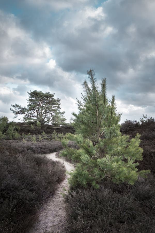 Pins un jour nuageux avec un chemin les réunissant photos libres de droits Pins un jour nuageux avec un chemin les réunissant photos libres de droits