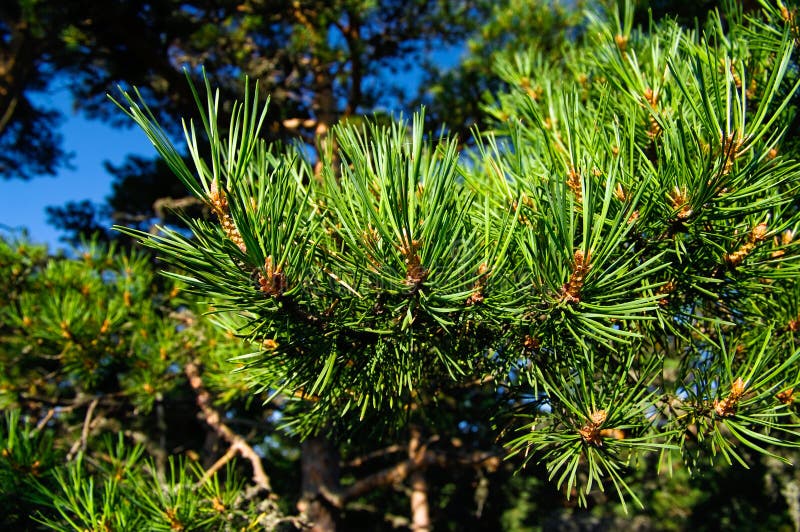 Pins verts photos stock Pins verts photos stock
