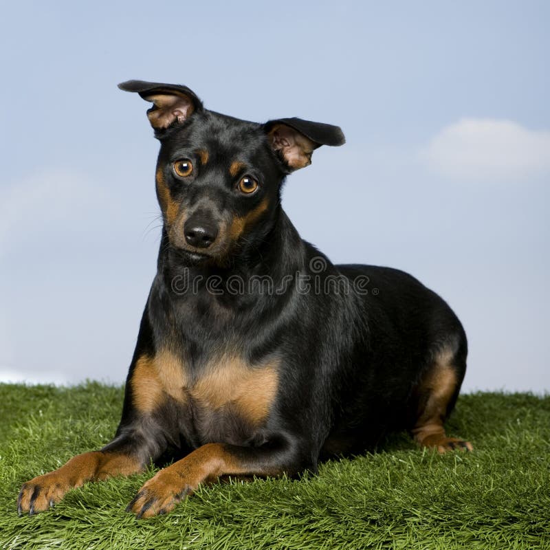 Pinscher (18 meses velho) imagem de stock. Imagem de branco 9051643
