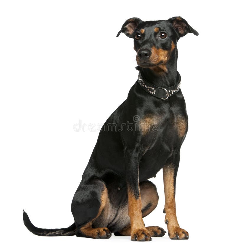 Pinscher Alemão, 2 Anos Velho, Isolado No Branco Imagem de Stock