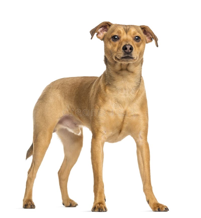 Pinscher Alemão, 8 Meses Velho, Posição Imagem de Stock Imagem de