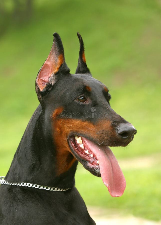 The Doberman Pinscher (alternatively spelled Dobermann in many countries) or Doberman is a breed of domestic dog. Dobermann Pinschers are among the most common of pet breeds, and the breed is well known as an intelligent, alert, and loyal companion dog. Although once commonly used as guard dogs, watch dogs, or police dogs, this is less common today. In many countries, Dobermann Pinschers are one o. The Doberman Pinscher (alternatively spelled Dobermann in many countries) or Doberman is a breed of domestic dog. Dobermann Pinschers are among the most common of pet breeds, and the breed is well known as an intelligent, alert, and loyal companion dog. Although once commonly used as guard dogs, watch dogs, or police dogs, this is less common today. In many countries, Dobermann Pinschers are one o