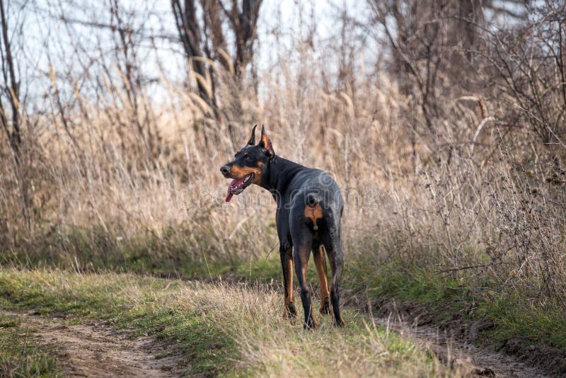 Pinscher femelle de dobermann photo stock Pinscher femelle de dobermann photo stock
