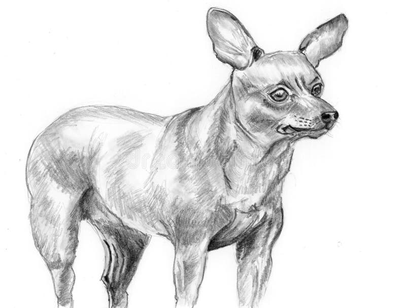 Pinscher miniature de chien de croquis illustration de vecteur Pinscher miniature de chien de croquis illustration de vecteur