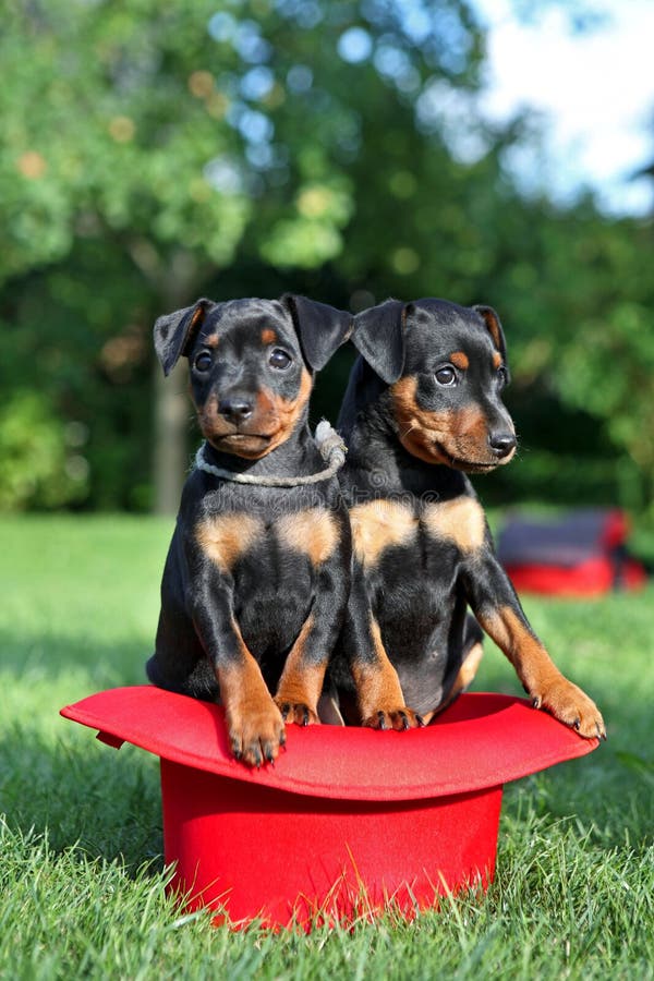 Pinscher Miniaturowi szczeniaki obraz royalty free