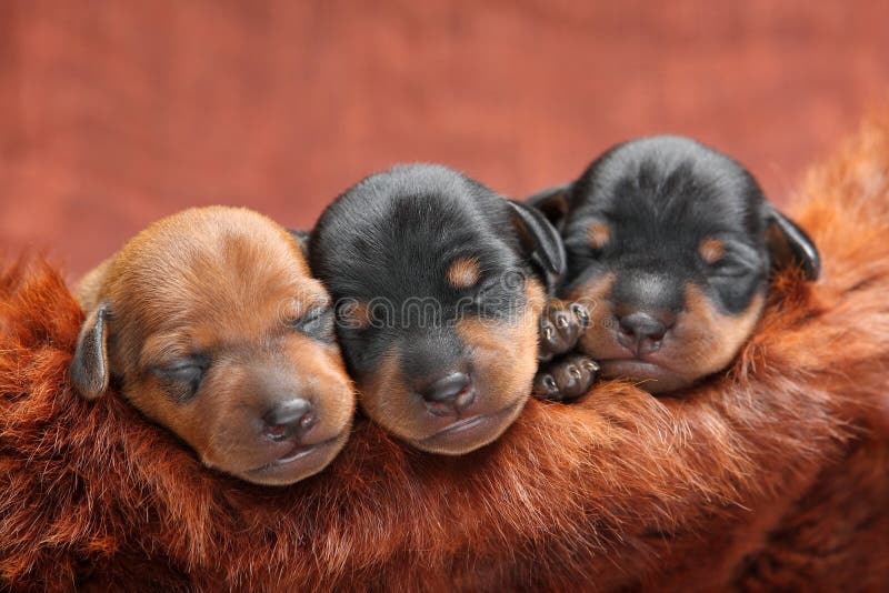 Pinscher miniaturowi szczeniaki obraz stock