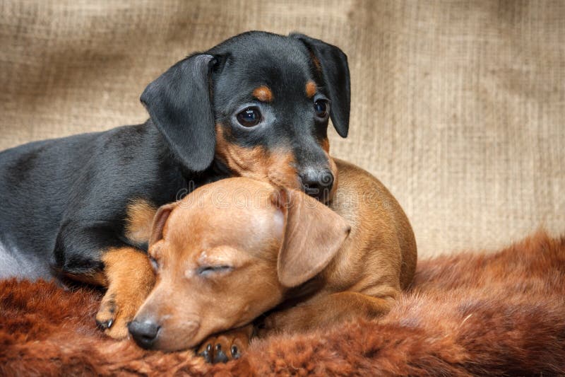 Pinscher miniaturowi szczeniaki zdjęcie stock