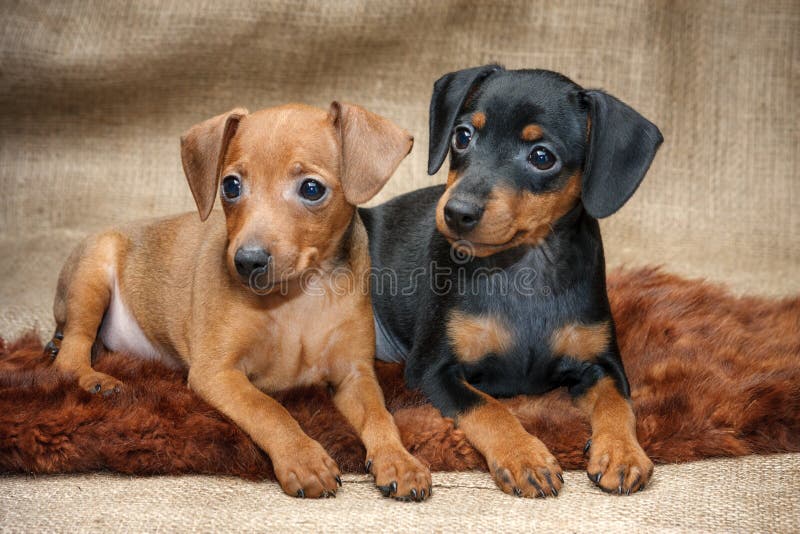 Pinscher miniaturowi szczeniaki zdjęcia royalty free
