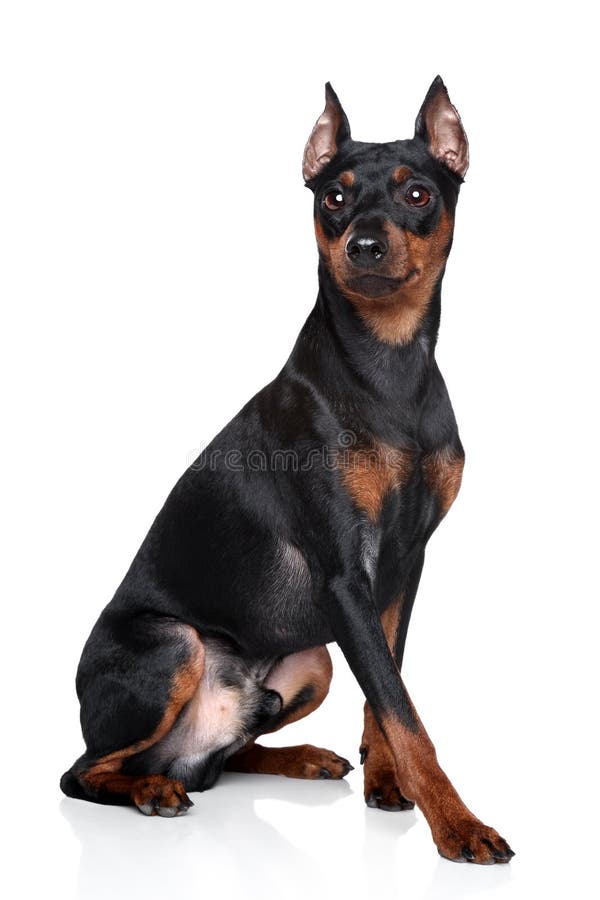 Pinscher miniaturowy pies fotografia royalty free