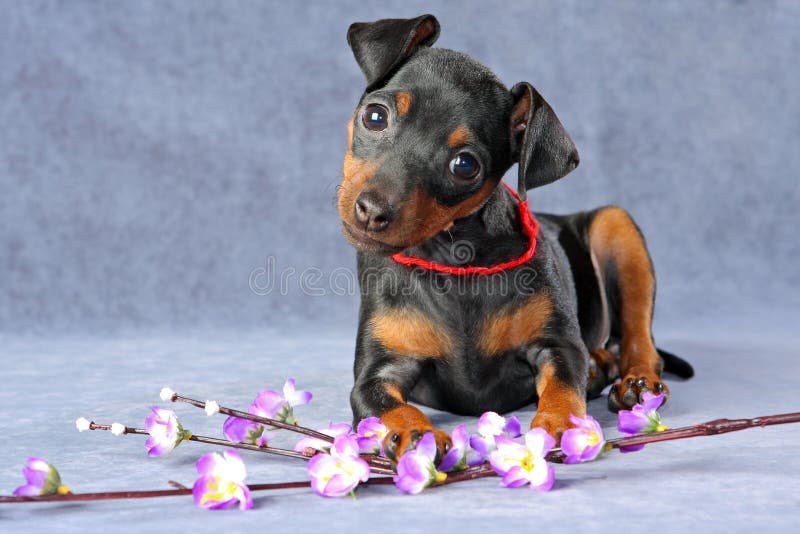 Pinscher miniaturowy Szczeniak obrazy stock