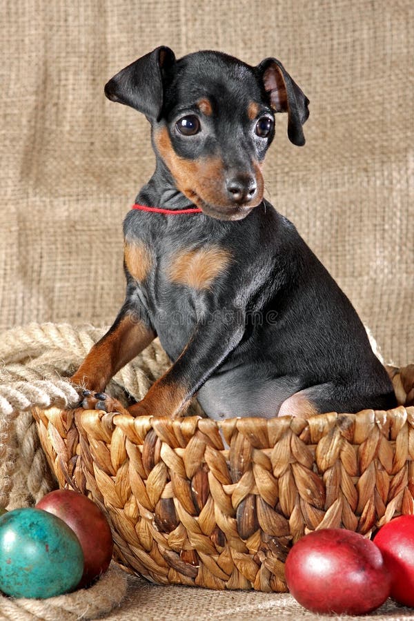 Pinscher miniaturowy Szczeniak zdjęcie royalty free