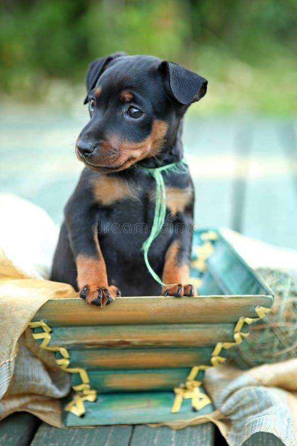 Pinscher Miniaturowy szczeniak fotografia royalty free
