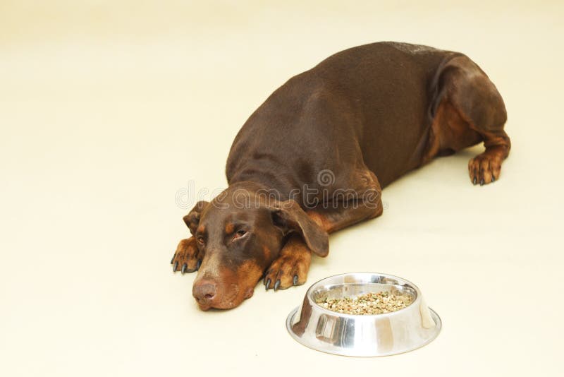 Pinscher triste del doberman di Brown con alimento fotografia stock libera da diritti Pinscher triste del doberman di Brown con alimento fotografia stock libera da diritti