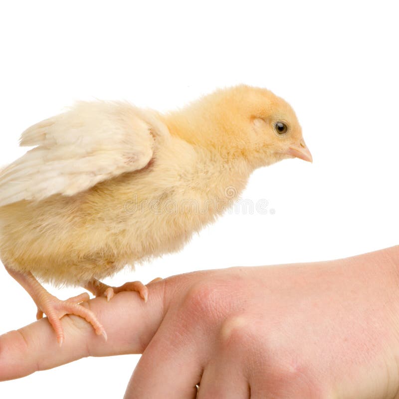 Chick in front of a white background. Chick in front of a white background