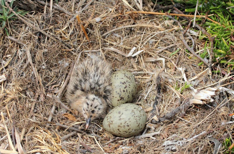 Gajo-real fotos de stock royalty free