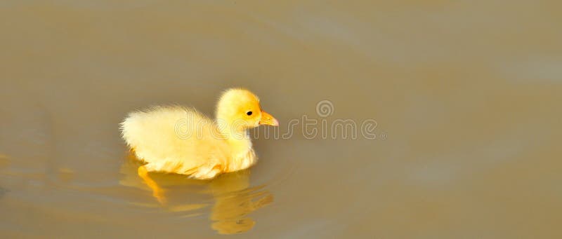 Pintainho recém-nascido imagem de stock Pintainho recém-nascido imagem de stock