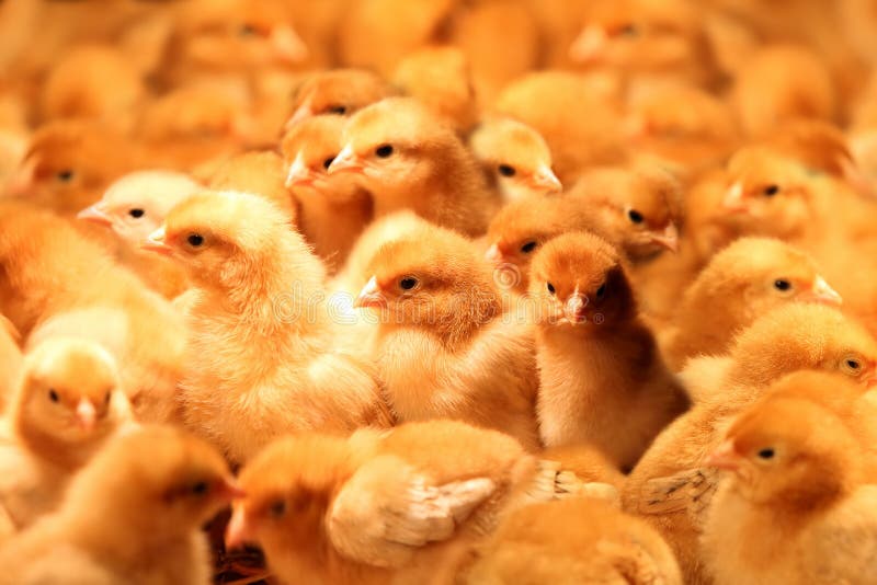 Pintainhos pequenos recentemente chocados em uma exploração agrícola de galinha fotos de stock Pintainhos pequenos recentemente chocados em uma exploração agrícola de galinha fotos de stock