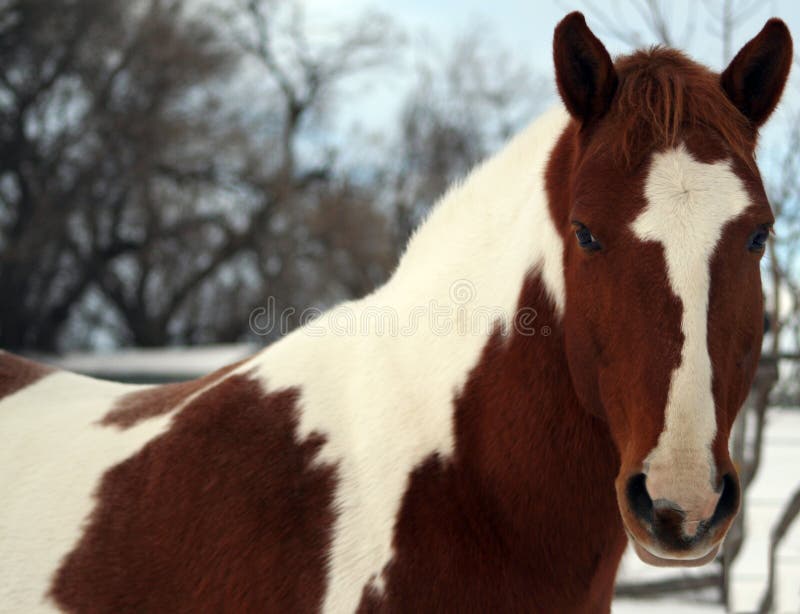 Paint Gelding Head Shot on Winter Day. Paint Gelding Head Shot on Winter Day