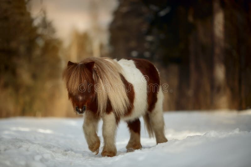 Pinto American Miniature horse in the winter park, full body portrait