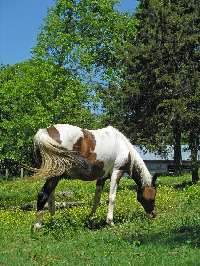 Pinto Arabian Mare