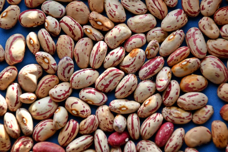 The pinto bean, a variety of common bean, Phaseolus vulgaris, nutrient-dense legume. The pinto bean, a variety of common bean, Phaseolus vulgaris, nutrient-dense legume