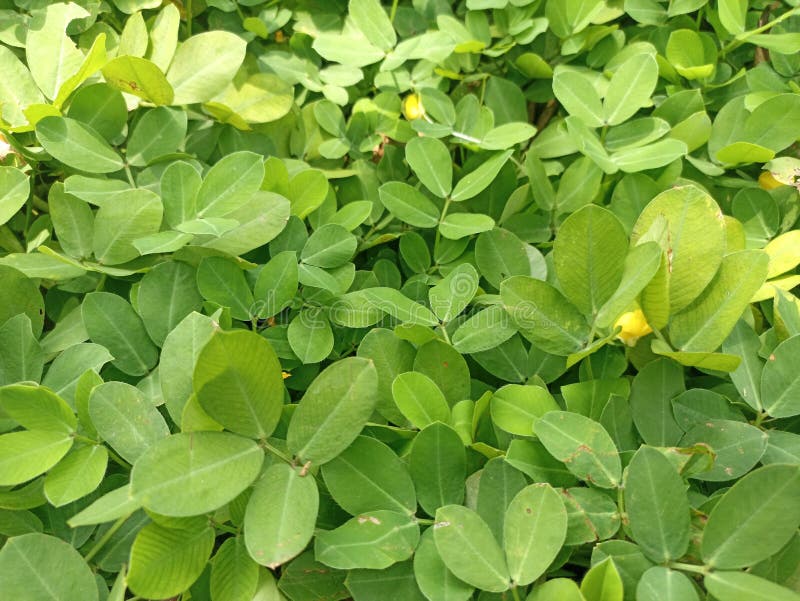 Background Green leaves of Pinto Beans. Pinto bean plants have beautiful green leaves interspersed with yellow flowers. Background Green leaves of Pinto Beans