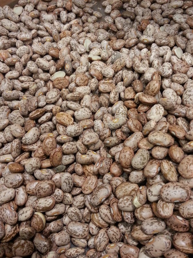 Pinto Beans Dried stock image. Image of mexican, round 46239715