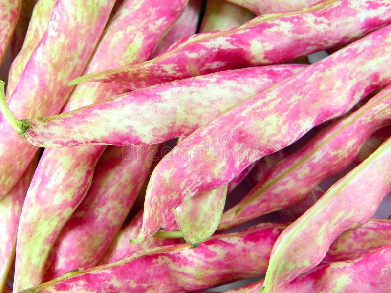 Pinto Beans Pods Stock Image Image 10441531