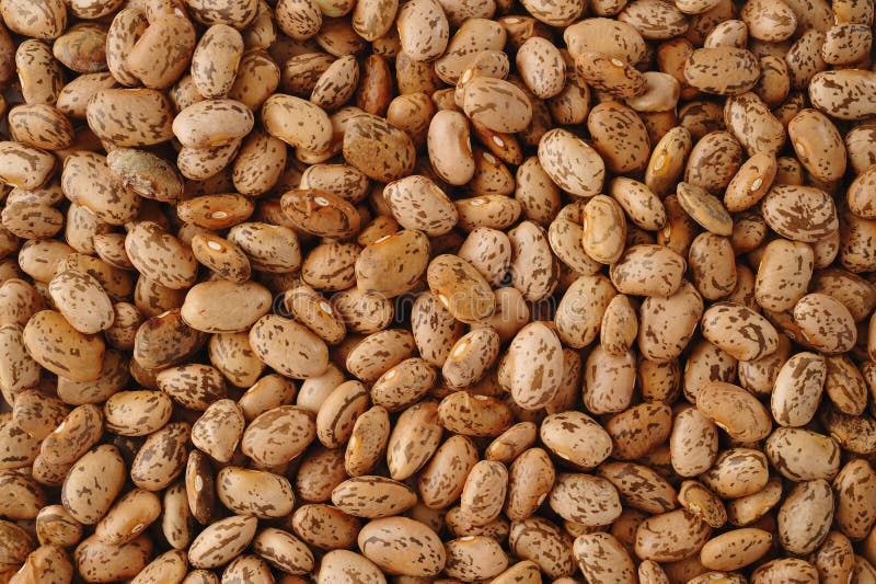 Pinto beans seed on background