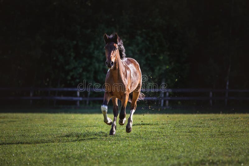 Portrait of young pinto gelding horse galloping in green field on forest background in the morning in summer