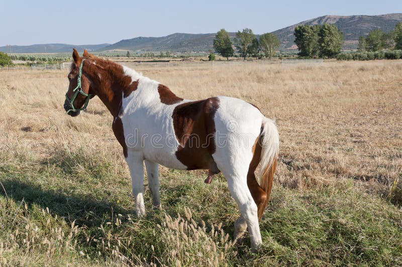 Pinto horse in an agrarian landscape in Ciudad Real Province, Spain