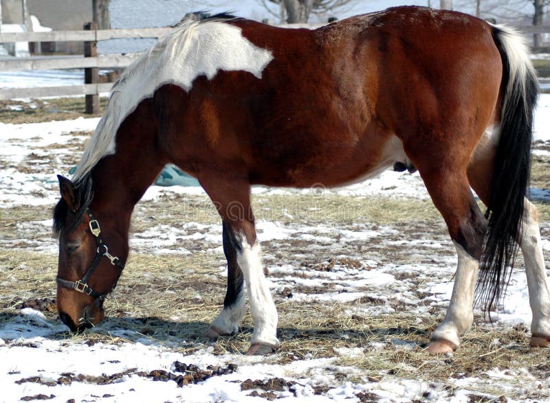 Pinto Horse Picture. Image 533290